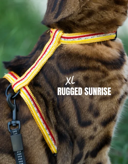 Leash and Rugged Sunrise XL Harness