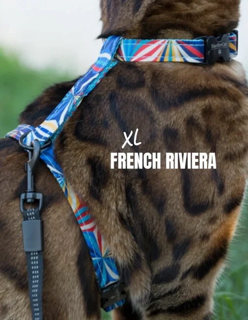 Leash and French Riviera XL Harness