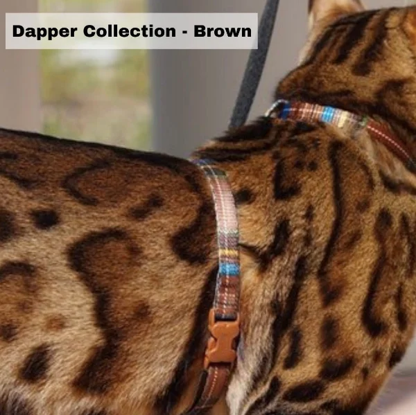 Leash and Dapper Brown XL Harness