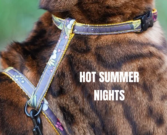 Hot Summer Nights