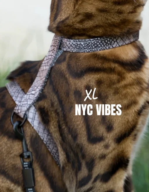 Leash and NYC Vibes XL Harness