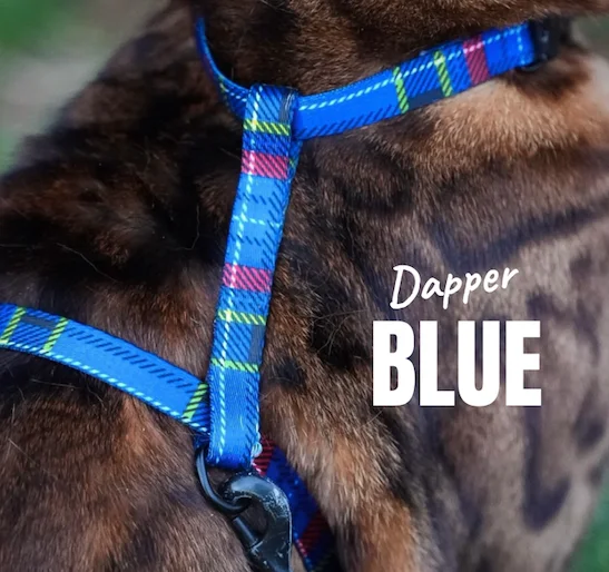 Dapper Blue