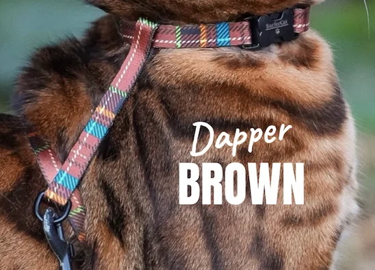 Brown Dapper