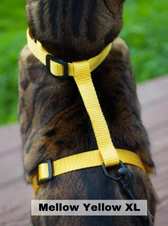 Leash and Mellow Yellow XL Harness