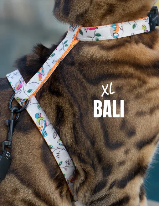 Leash and Bali XL Harness