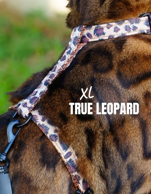 Leash and True Leopard XL Harness