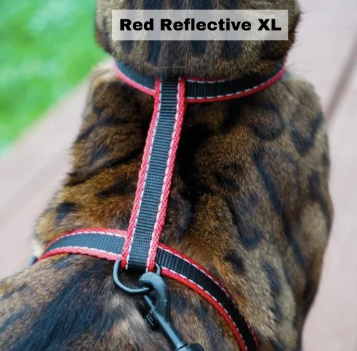 Leash and Red Reflective XL Harness