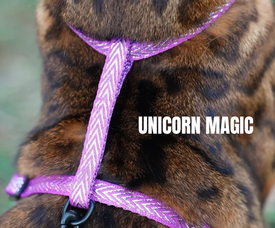 Unicorn Magic