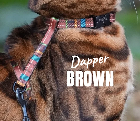 Dapper Brown