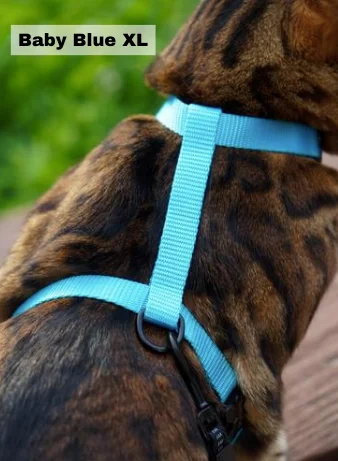 Leash and Baby Blue XL Harness