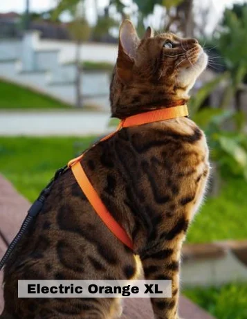 Leash and Electric Orange XL Harness