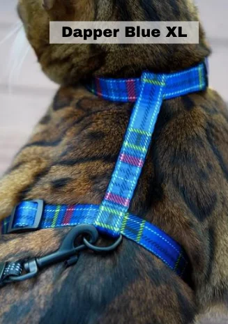 Leash and Dapper Blue XL Harness