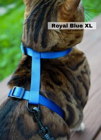 Leash and Royal Blue XL Harness