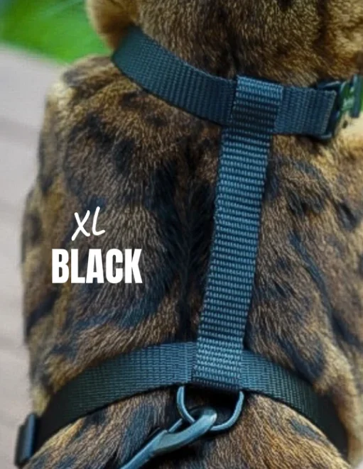 Leash and Black XL Harness